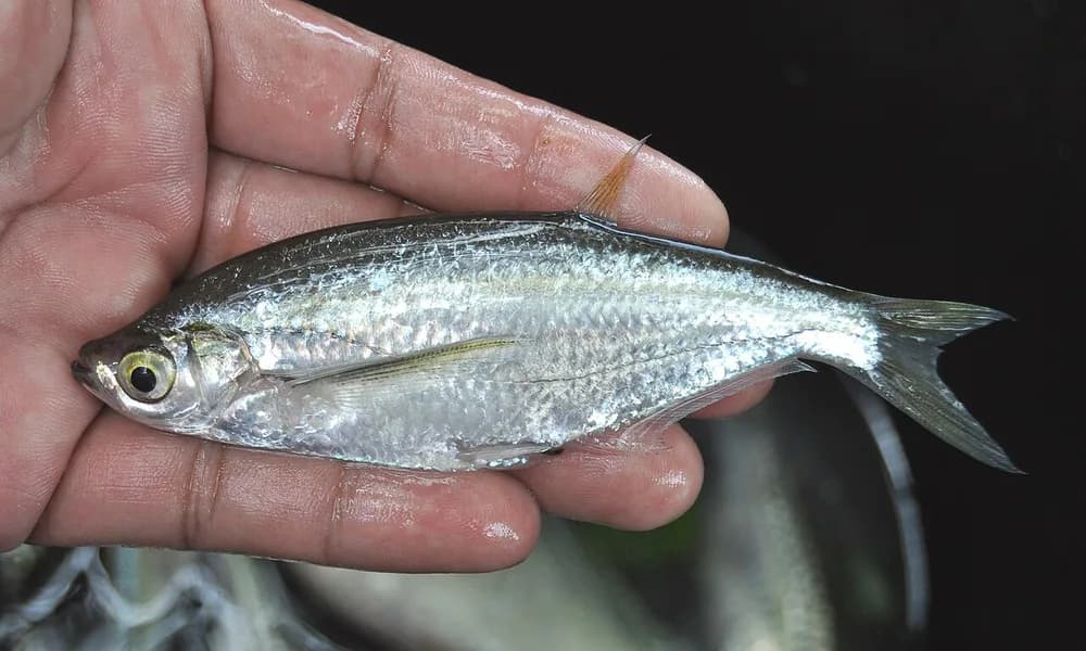 Glass Fish