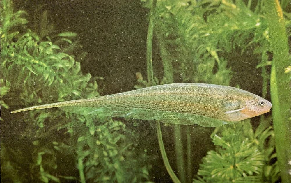 Glass Knifefish