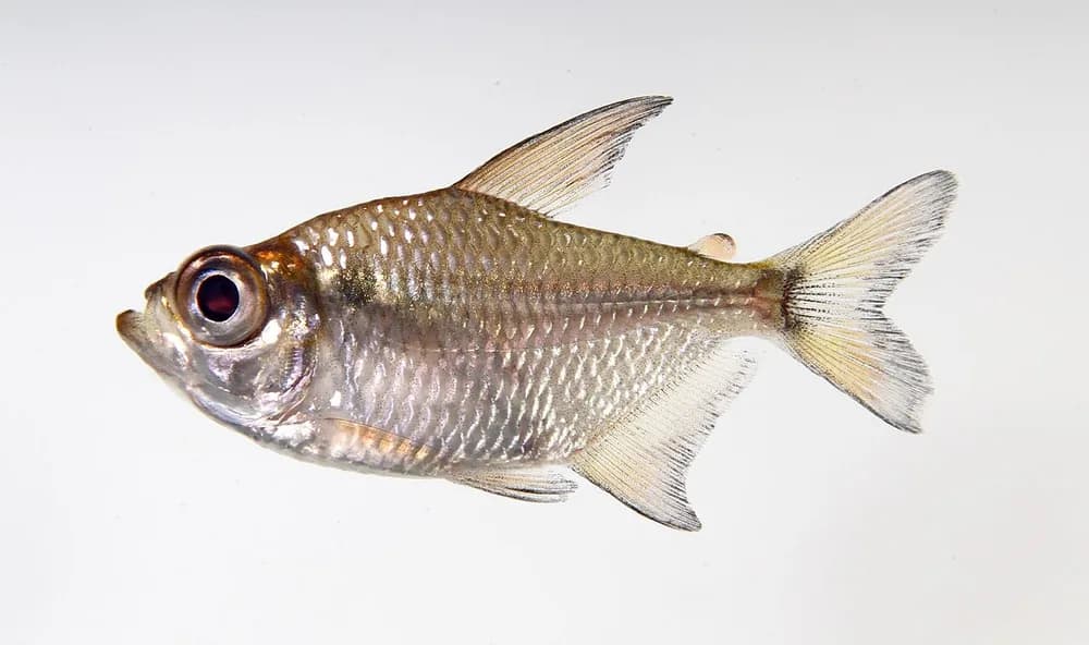 Glass Tetra