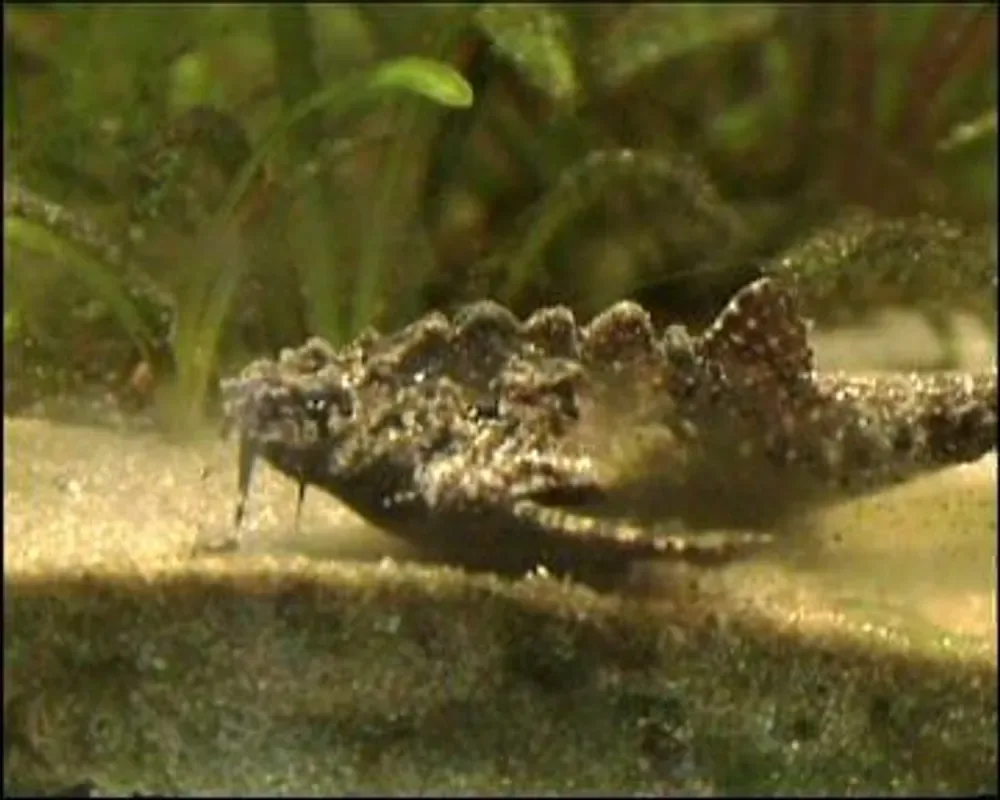 Gnarled Catfish