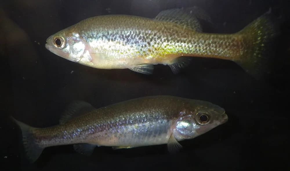 Goldbreast Splitfin
