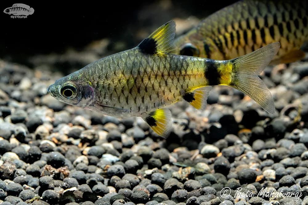 Golden Barb
