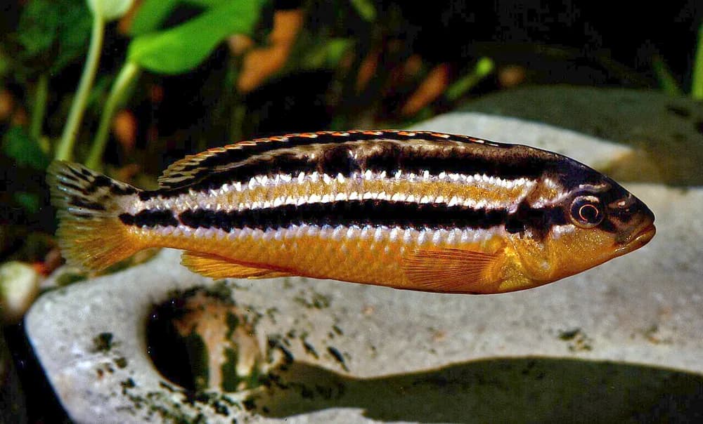 Golden Mbuna