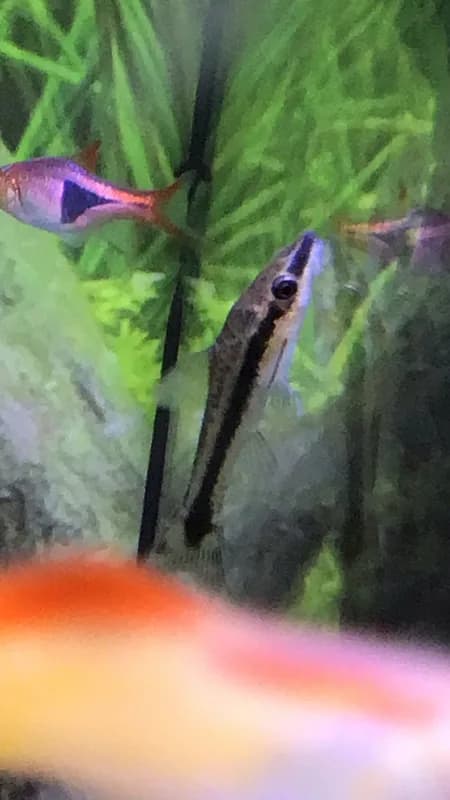 Golden Otocinclus