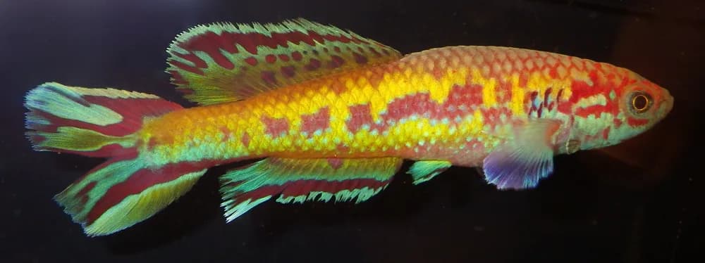 Golden Pheasant Panchax
