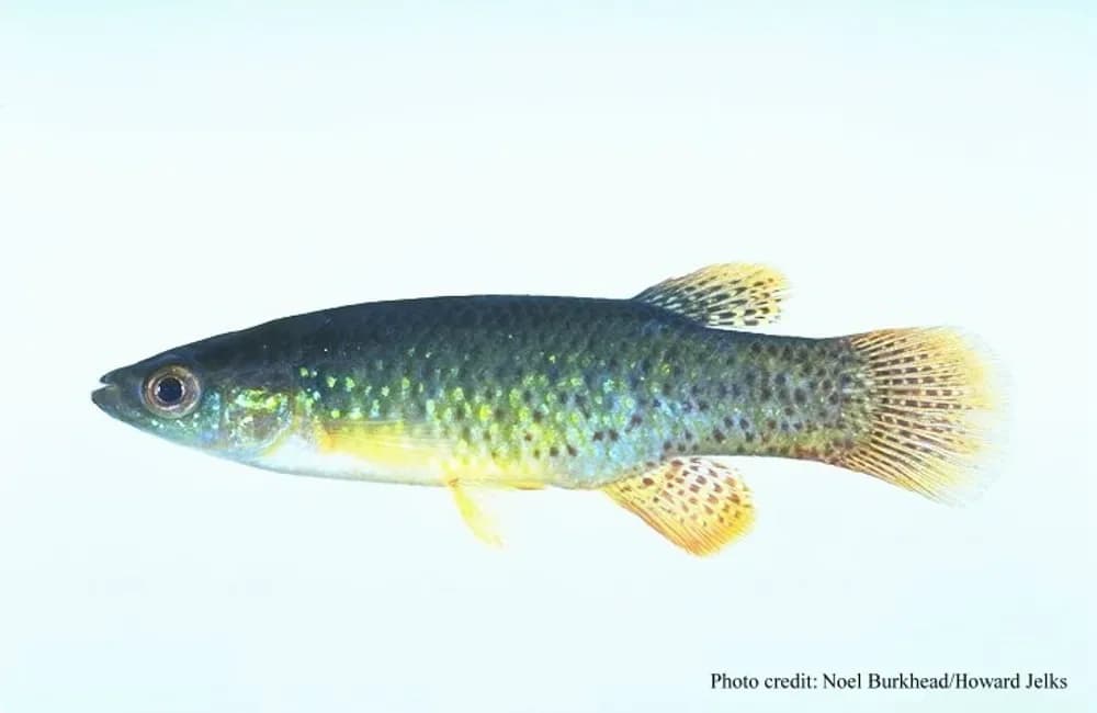 Golden Topminnow
