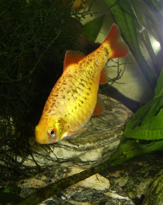 Goldfinned Barb