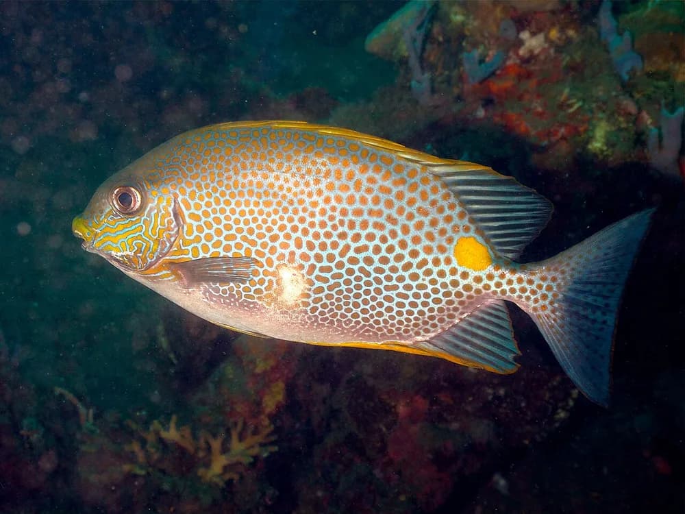 Goldlined Spinefoot
