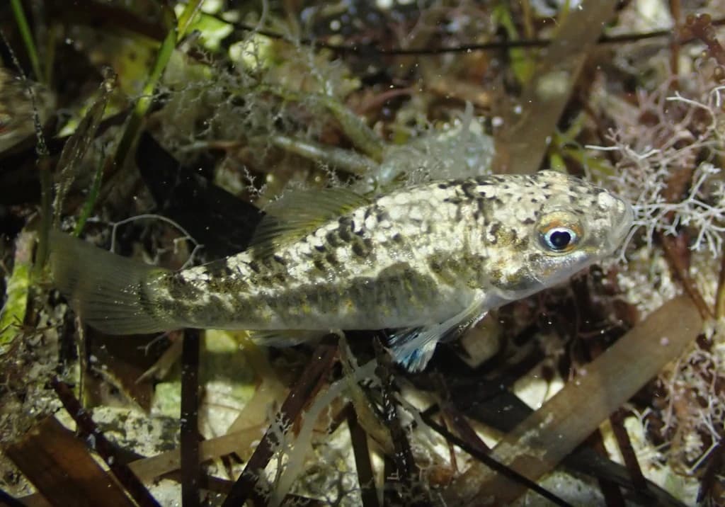 Goldspotted Killifish