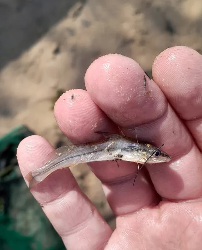 Graceful Pimelodella