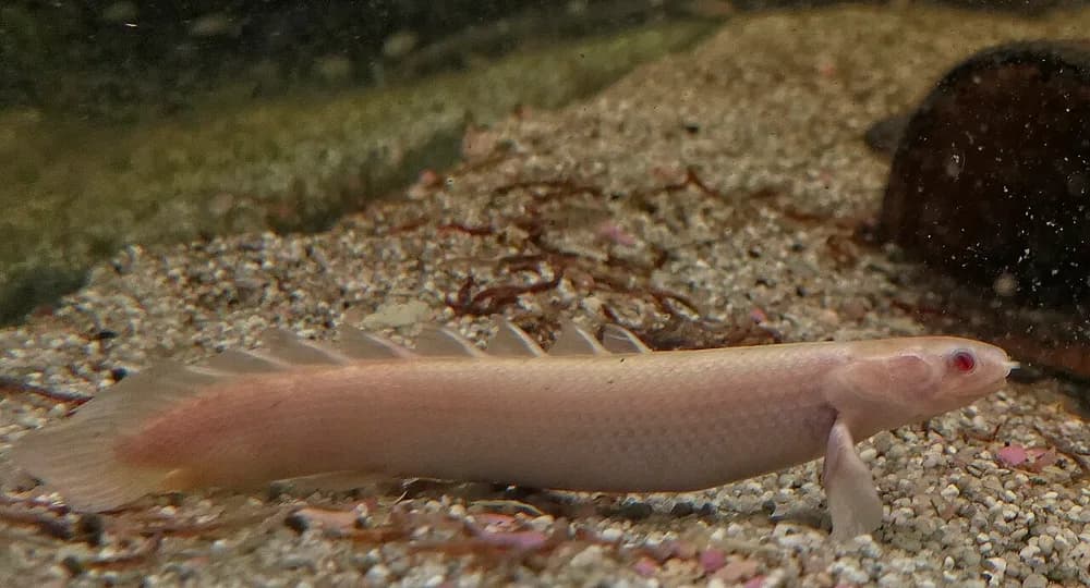 Gray Bichir