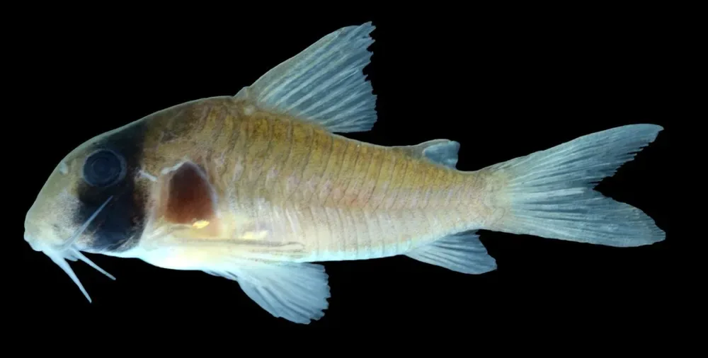 Gray Corydoras
