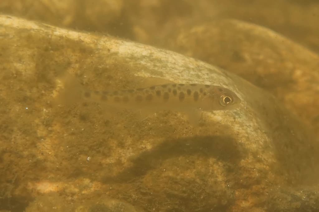 Grayling