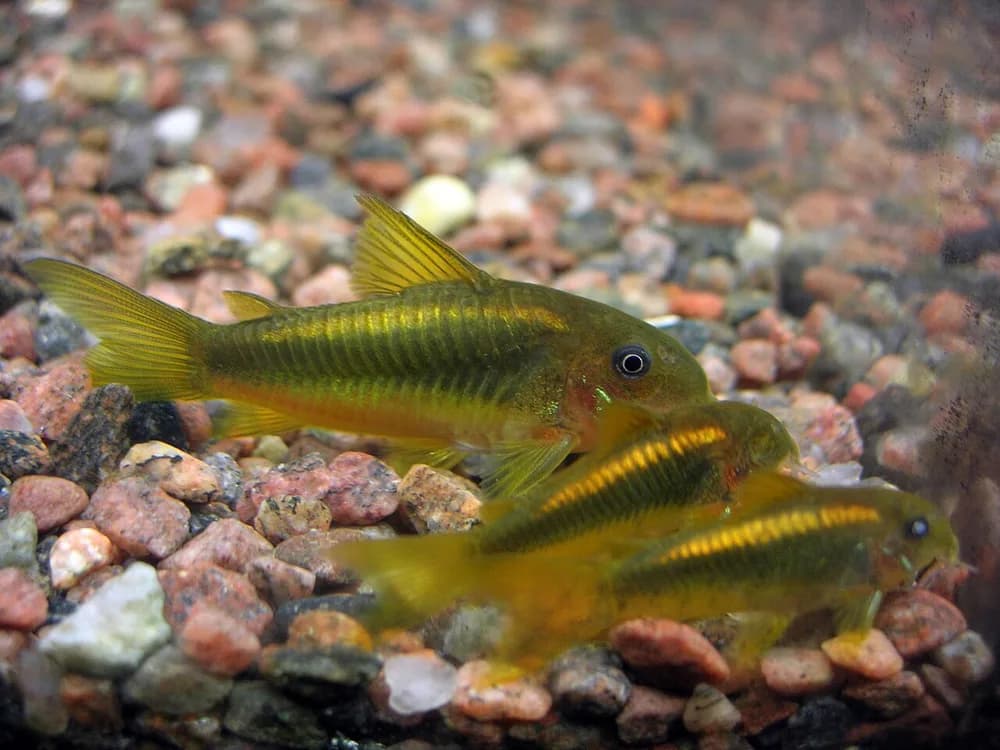 Green Gold Catfish