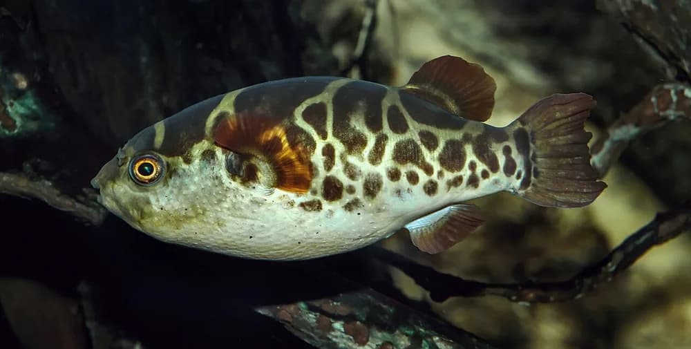 Green Pufferfish