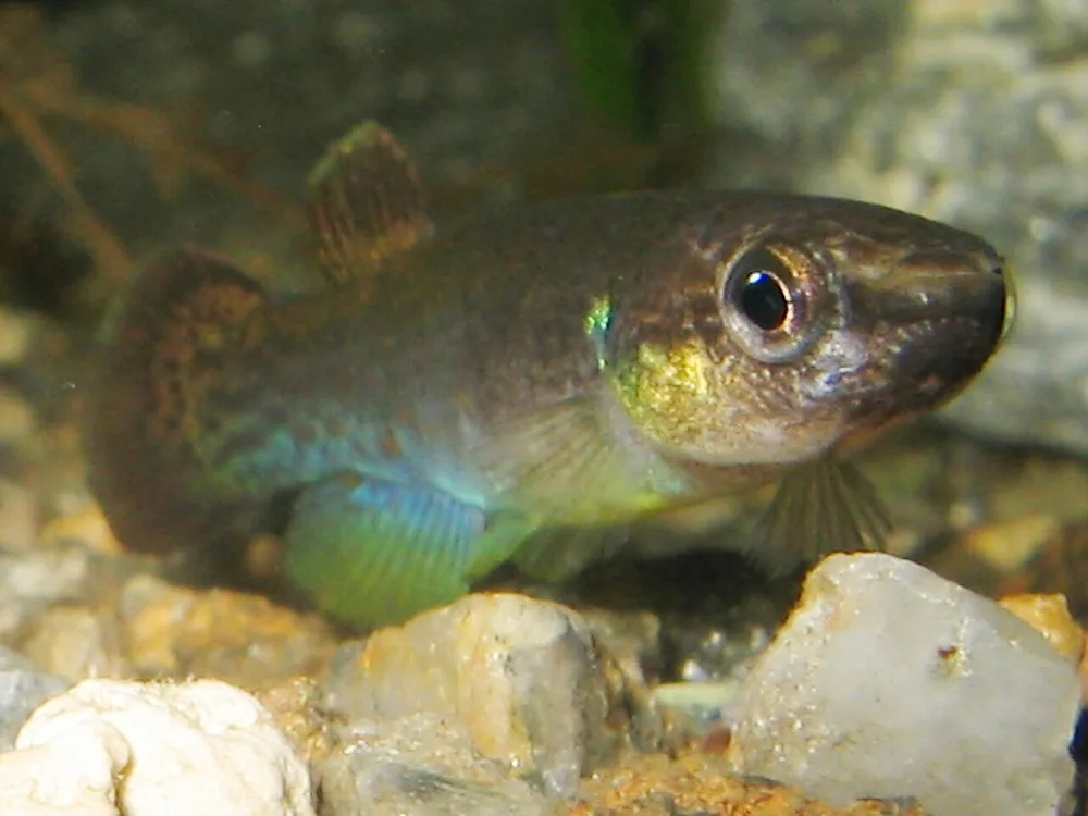 Green Rivulus
