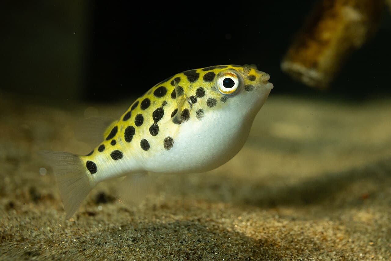 Green Spotted Puffer