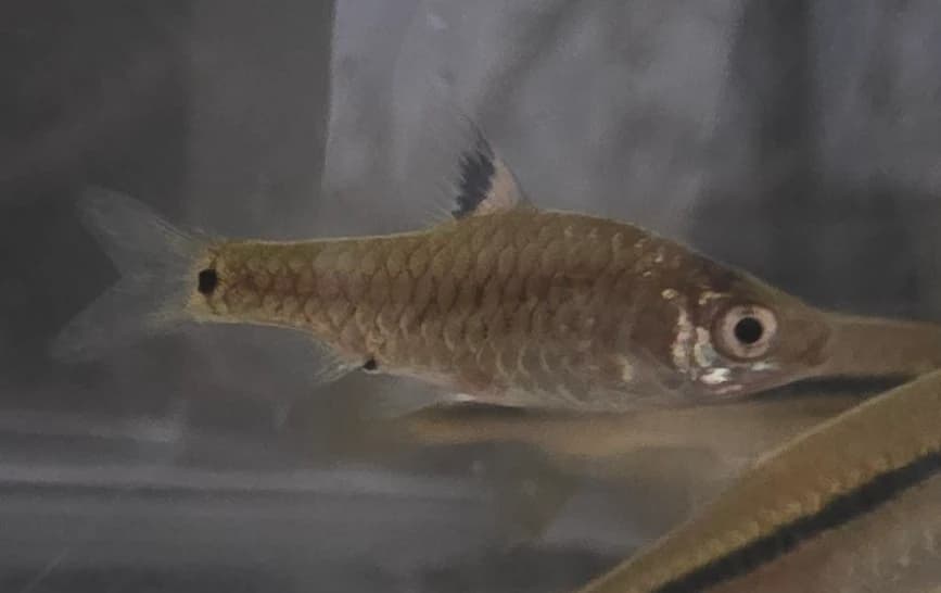 Greenstripe Barb