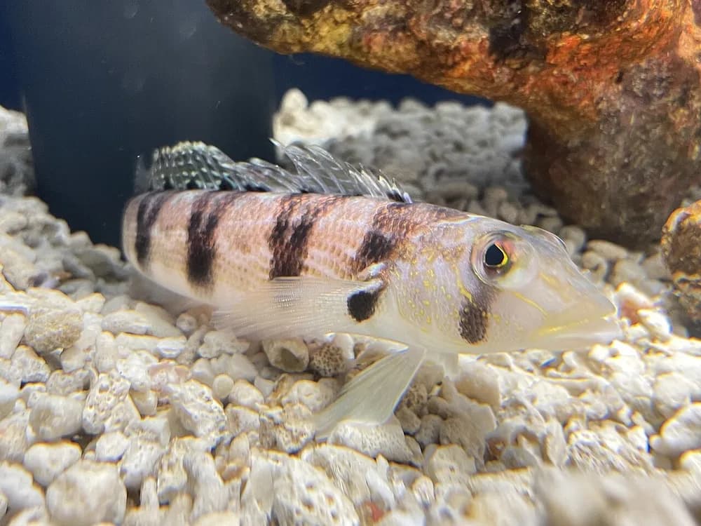 Grub Fish