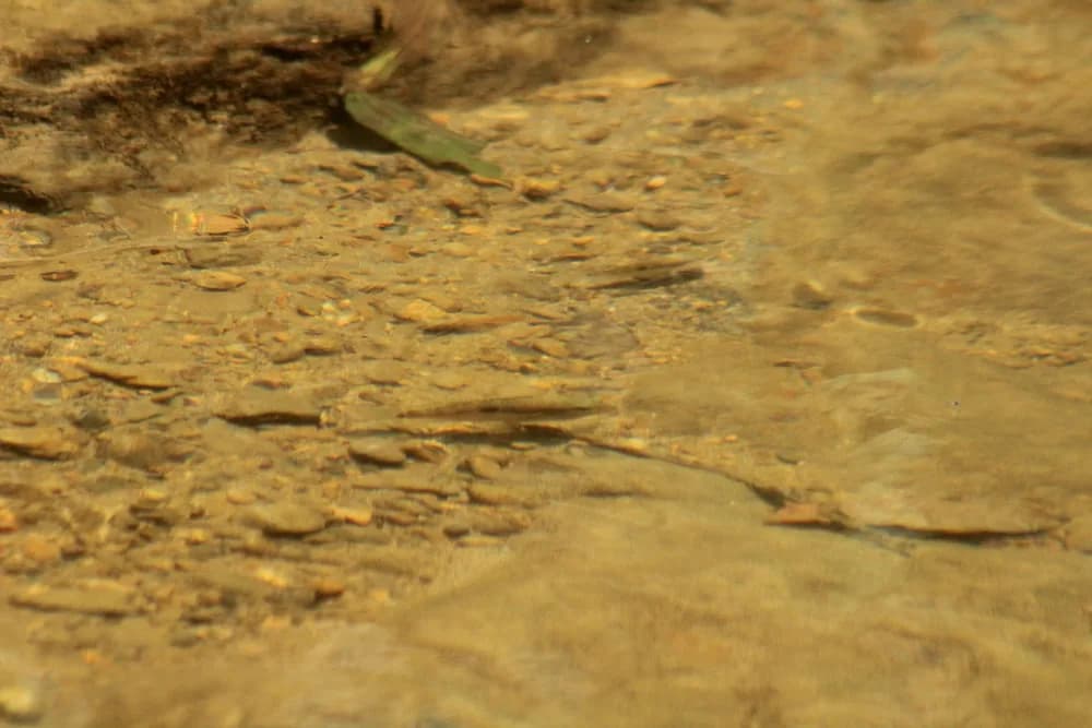 Guayas Cichlid