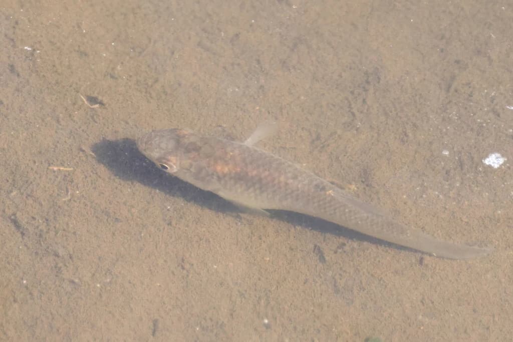 Gulf Killifish