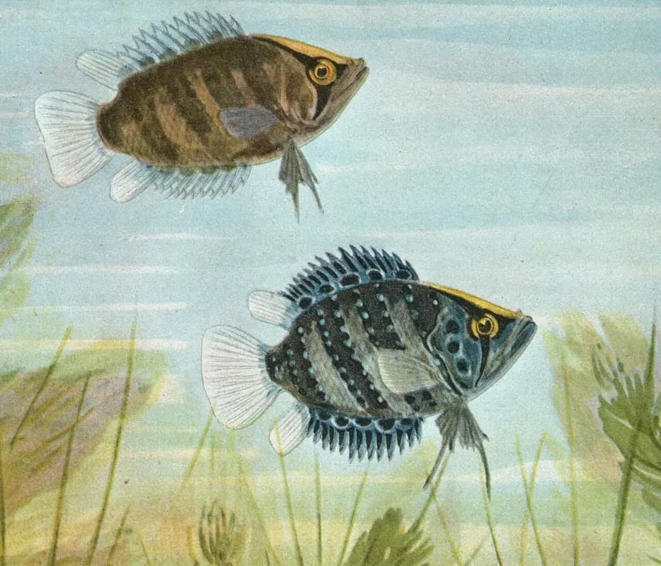 Guyana Leaffish