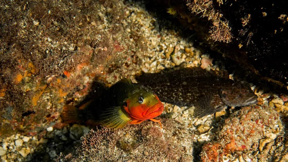 Hairy Blenny
