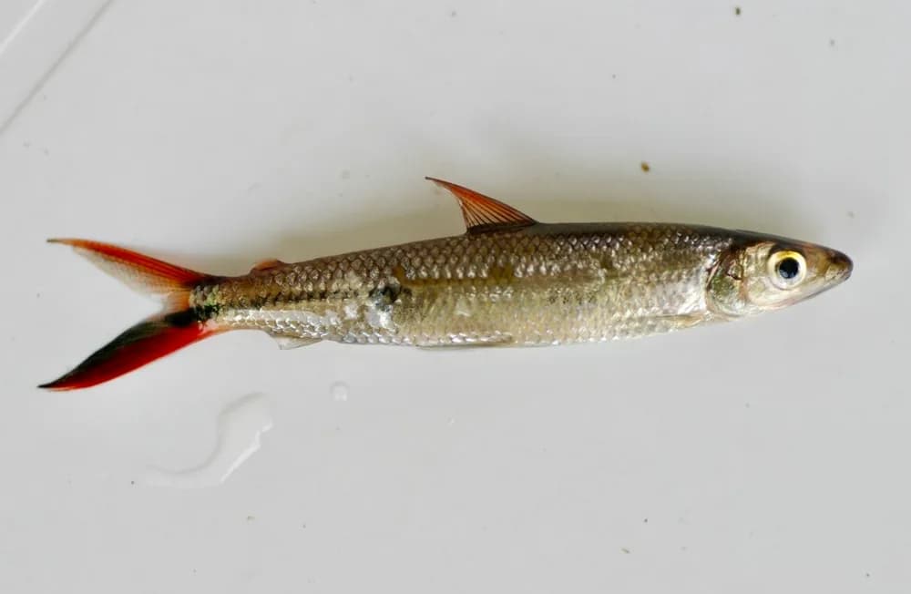 Halfline Hemiodus
