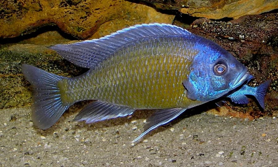 Haplochromis Borleyi Redfin