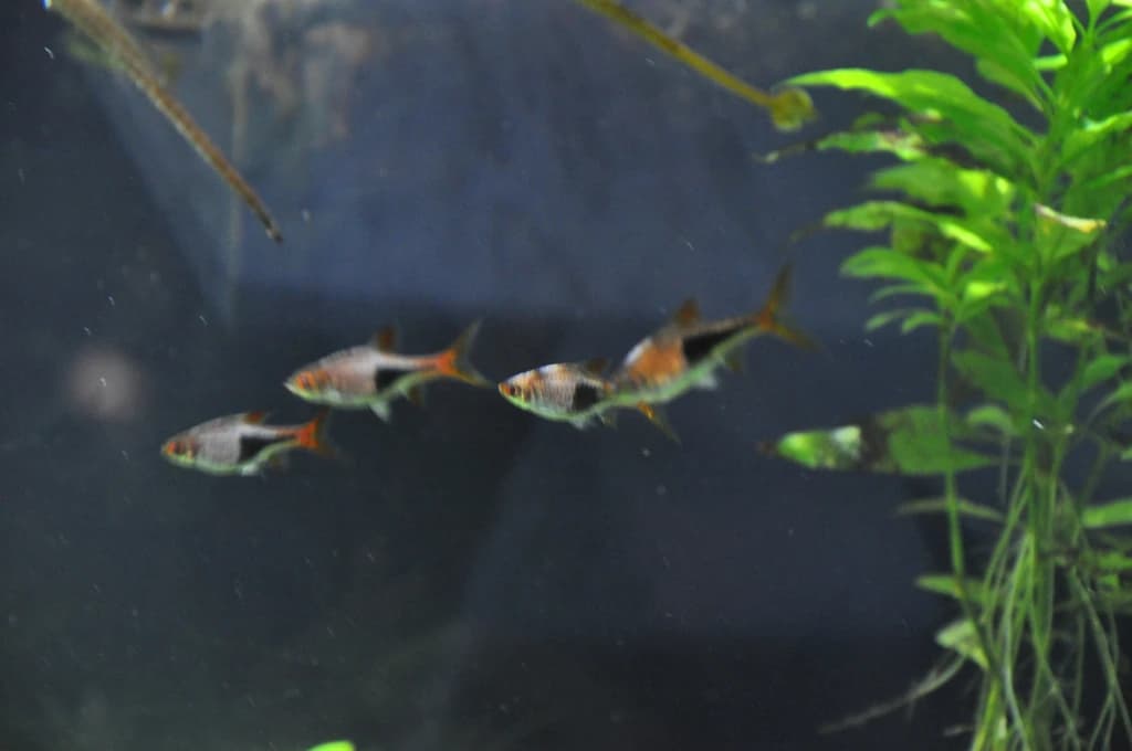 Harlequin Rasbora