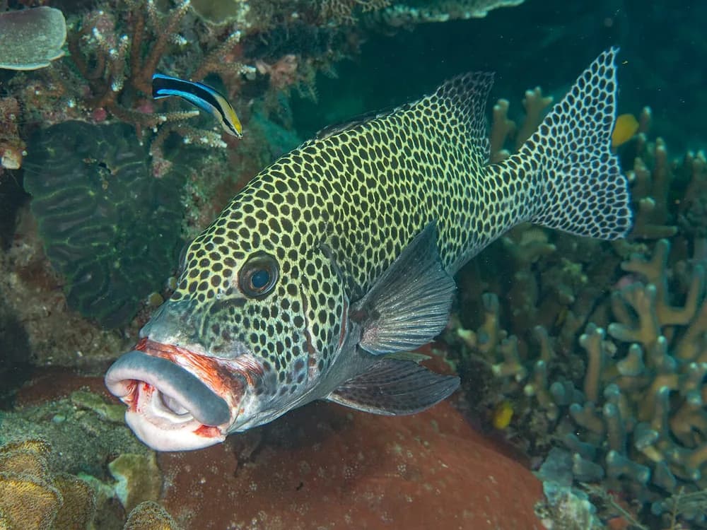Harlequin Sweetlips