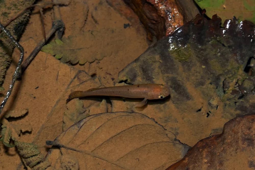 Hart's Rivulus