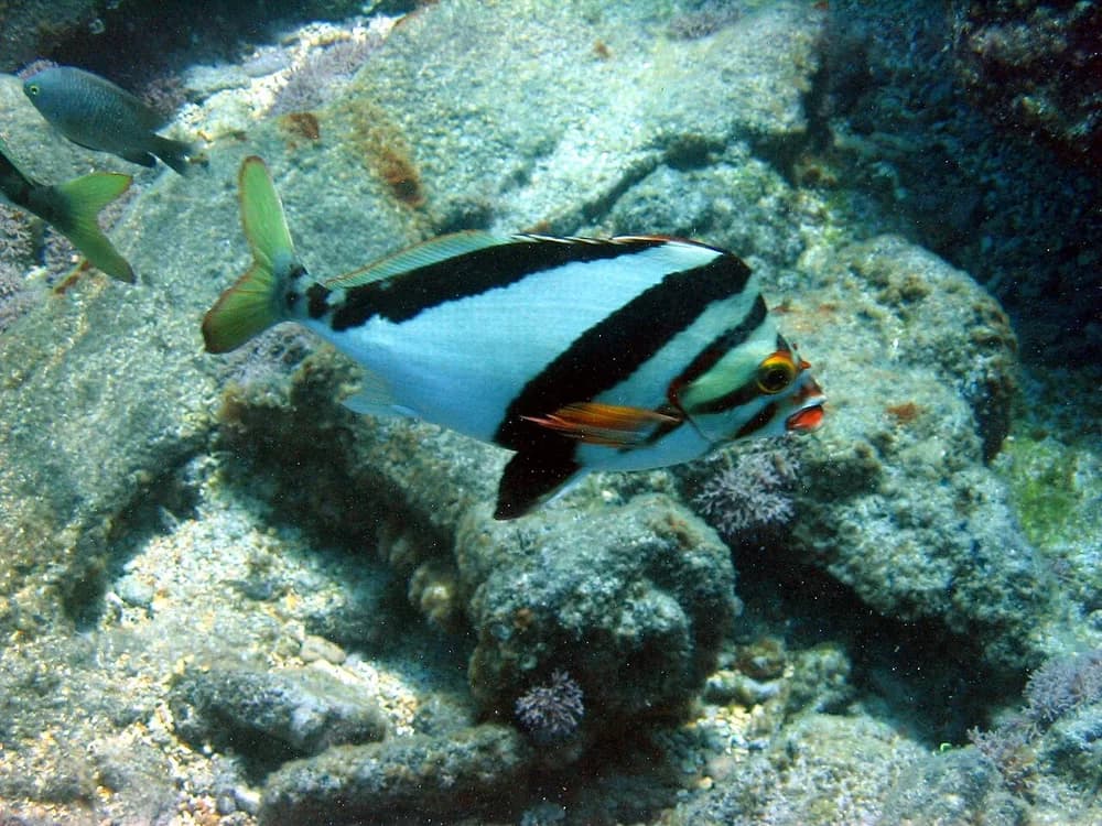 Hawaiian Morwong