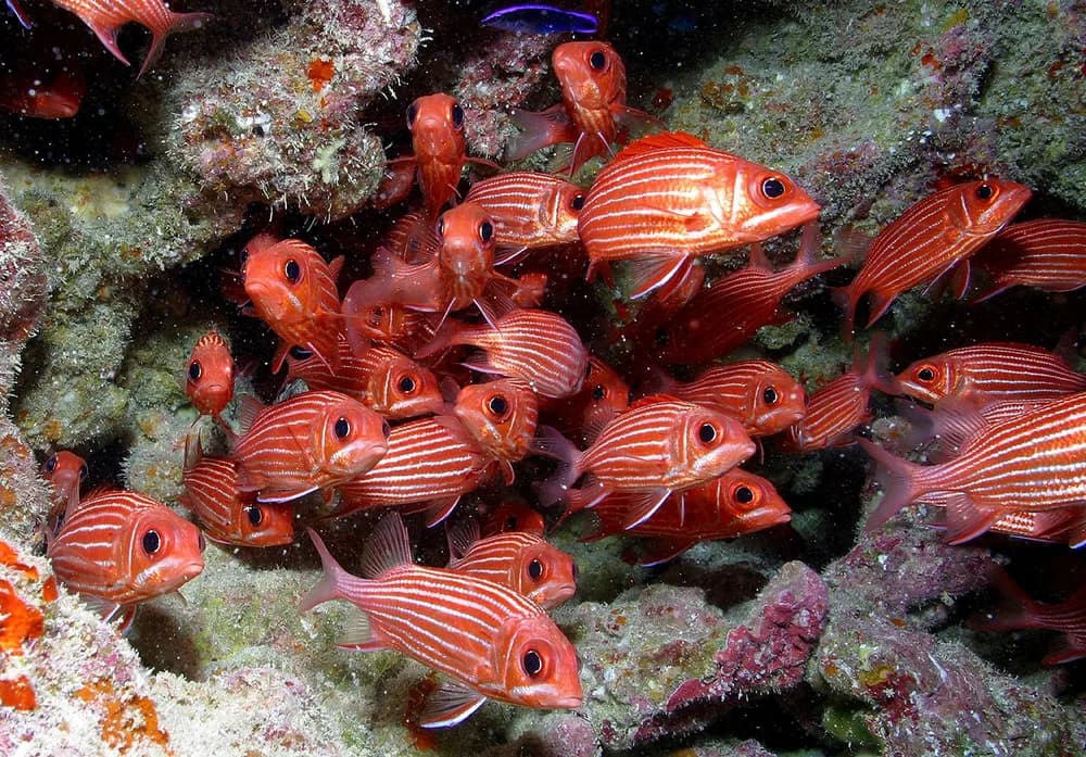 Hawaiian Squirrelfish