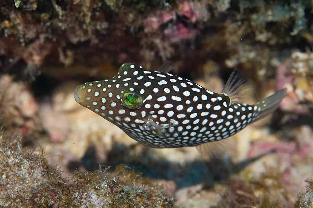 Hawaiian Whitespotted Toby
