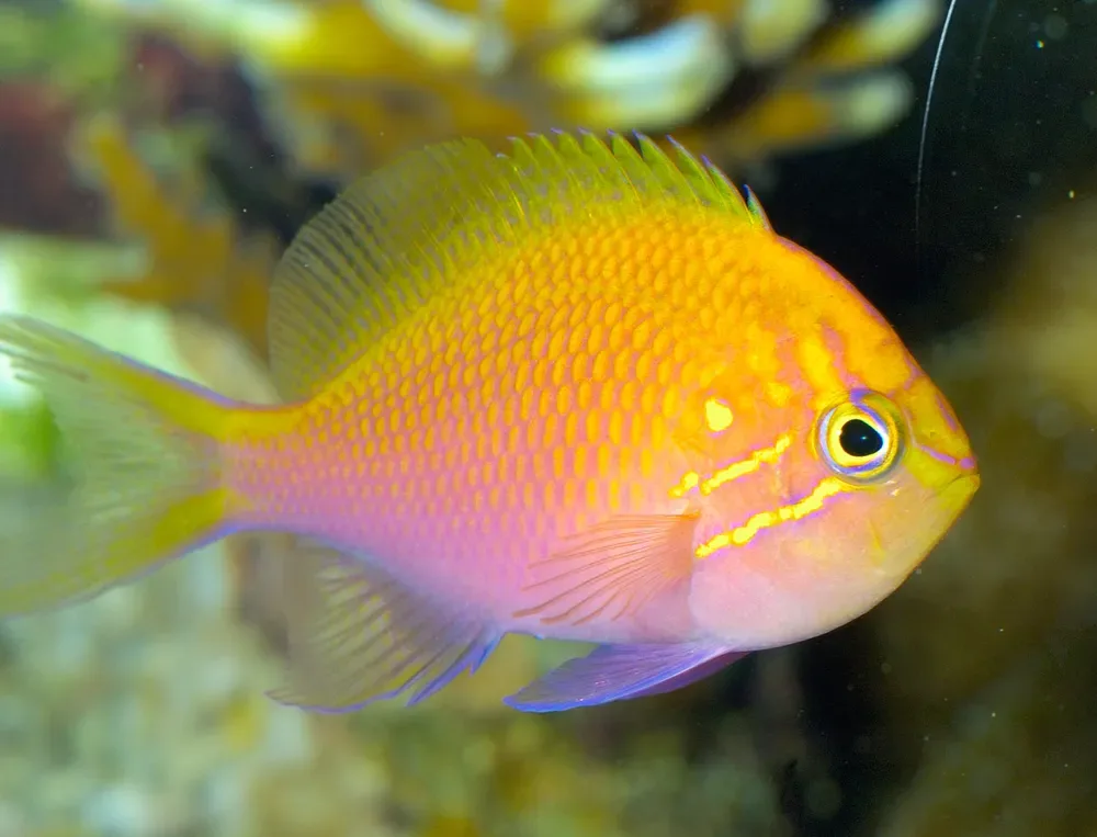 Hawkfish Anthias