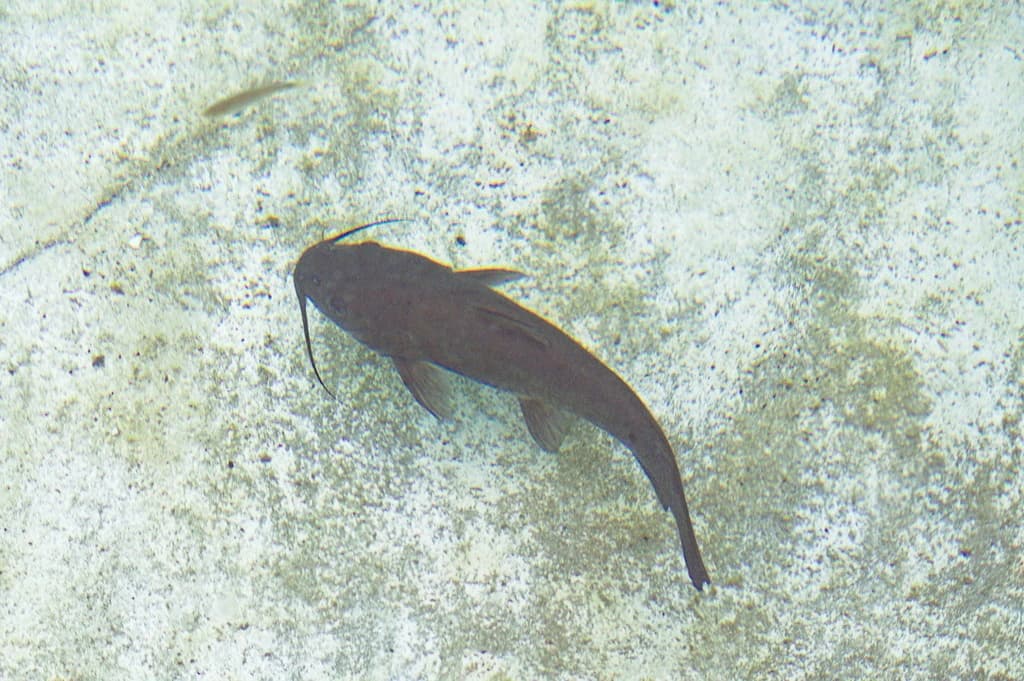 Headwater Catfish