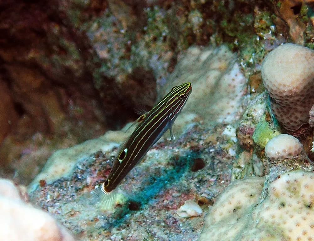 Hector's Goby