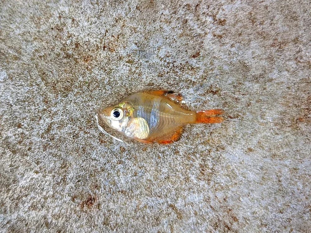 Highfin Glassy Perchlet