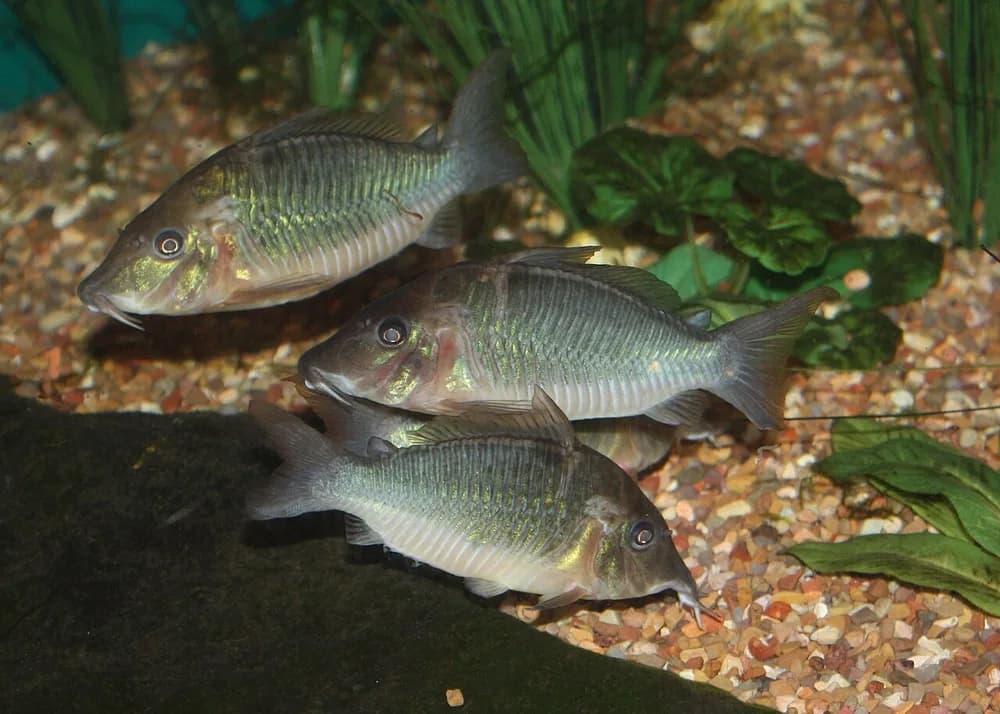Hognosed Brochis
