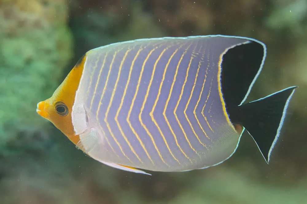 Hooded Butterflyfish
