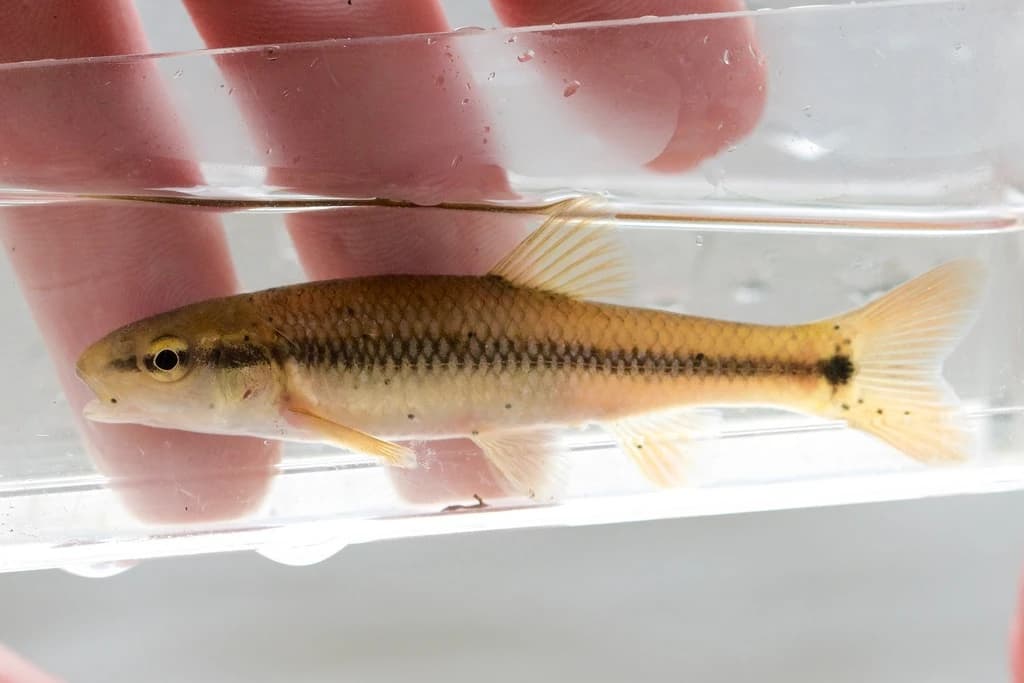 Hornyhead Chub