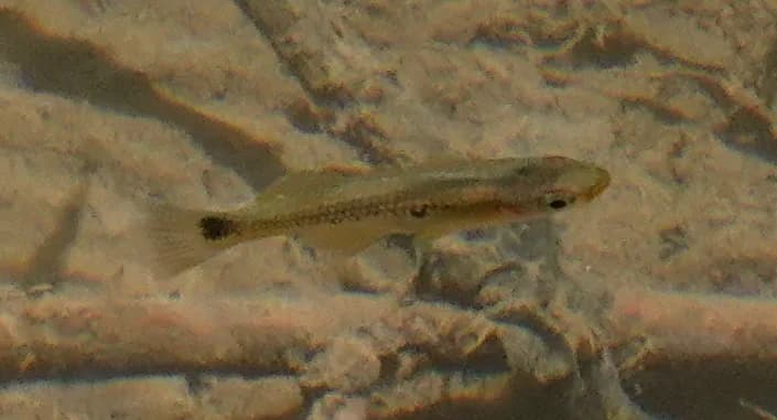 Hubers Knife Livebearer