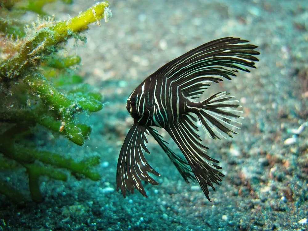 Humpback Batfish