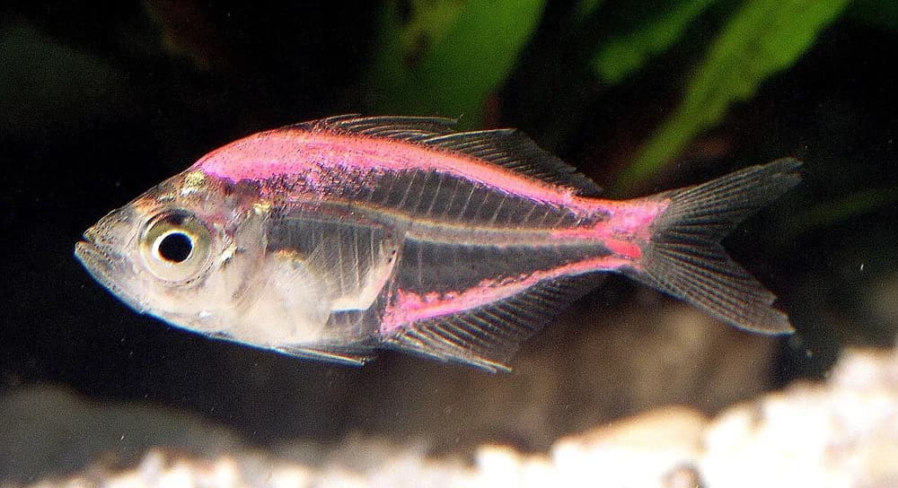 Indian Glassy Fish