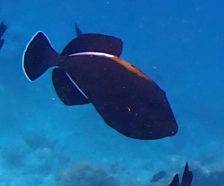 Indian Triggerfish