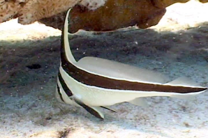 Jack-Knifefish