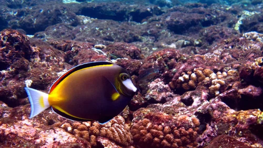 Japan Surgeonfish