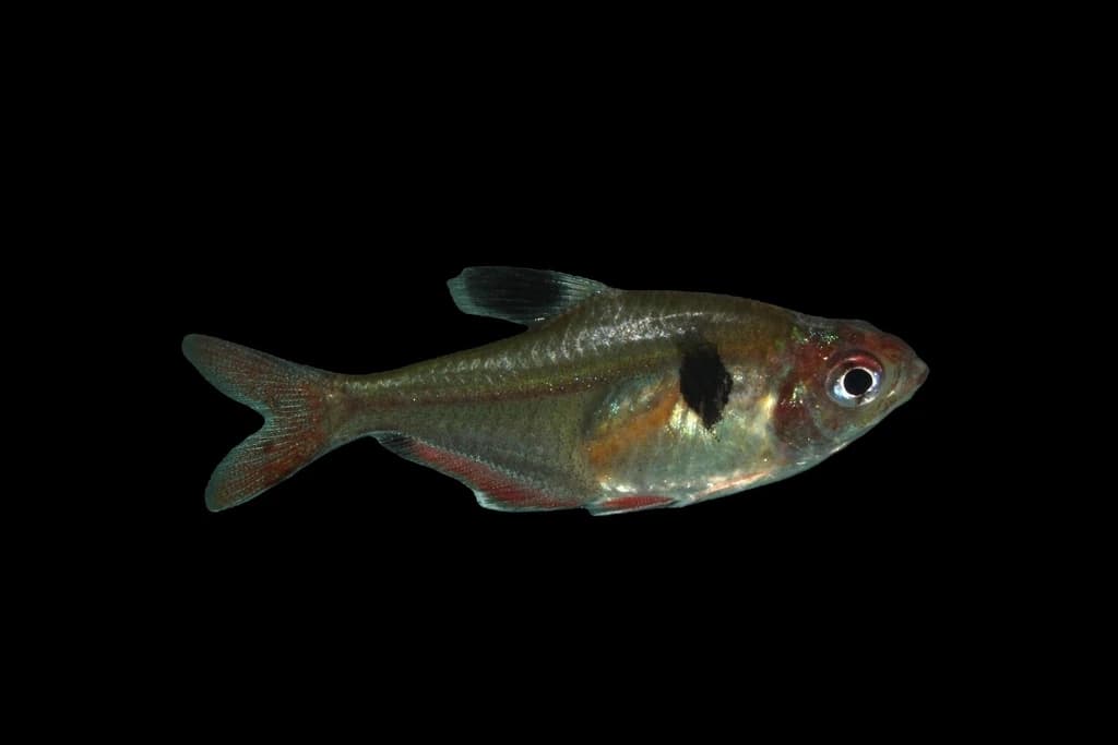 Jewel Tetra