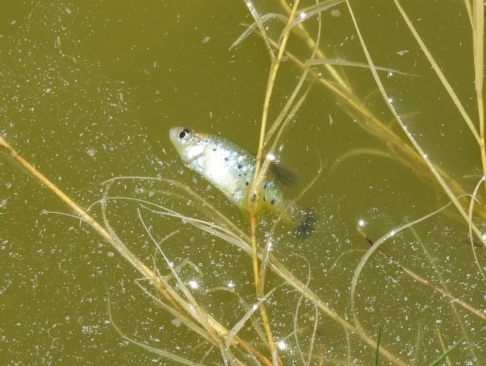 Jeweled Splitfin